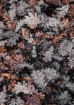 Πίνακας σε Καμβά RUSTIC FARMHOUSE DRIED LEAVES 3