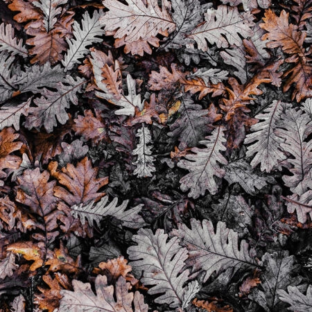Πίνακας σε Καμβά RUSTIC FARMHOUSE DRIED LEAVES 3 -  Sticky 5