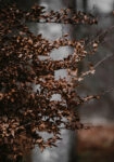 Πίνακας σε Καμβά RUSTIC FARMHOUSE DRIED LEAVES 4