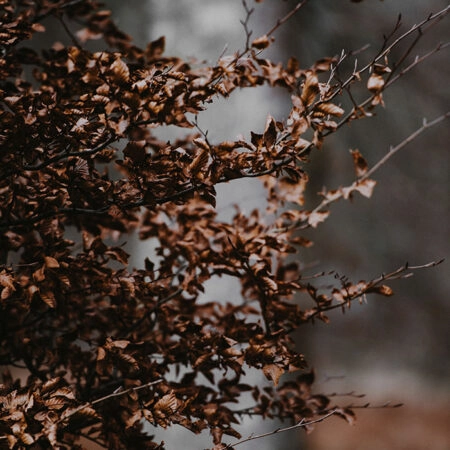 Πίνακας σε Καμβά RUSTIC FARMHOUSE DRIED LEAVES 4 -  Sticky 5