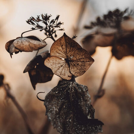 Πίνακας σε Καμβά RUSTIC FARMHOUSE DRIED LEAVES 5 -  Sticky 5