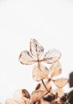 Πίνακας σε Καμβά RUSTIC FARMHOUSE DRIED LEAVES