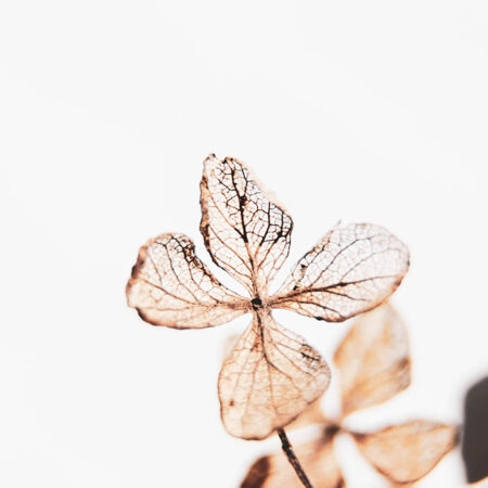 Πίνακας σε Καμβά RUSTIC FARMHOUSE DRIED LEAVES -  Sticky 5