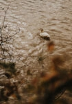 Πίνακας σε Καμβά RUSTIC FARMHOUSE DUCK