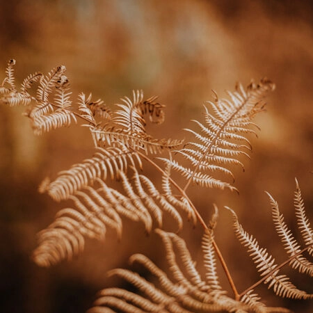 Πίνακας σε Καμβά RUSTIC FARMHOUSE FERN -  Sticky 5