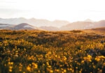 Πίνακας σε Καμβά RUSTIC FARMHOUSE FIELD 3