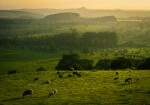 Πίνακας σε Καμβά RUSTIC FARMHOUSE FIELD 5