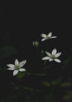 Πίνακας σε Καμβά RUSTIC FARMHOUSE FLOWERS 3