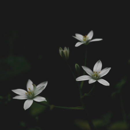 Πίνακας σε Καμβά RUSTIC FARMHOUSE FLOWERS 3 -  Sticky 5