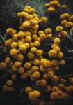 Πίνακας σε Καμβά RUSTIC FARMHOUSE FLOWERS 5