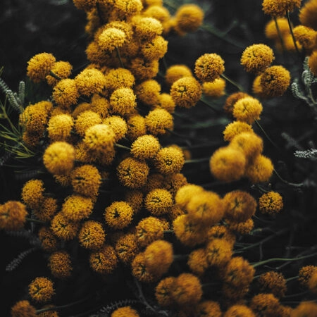 Πίνακας σε Καμβά RUSTIC FARMHOUSE FLOWERS 5 -  Sticky 5