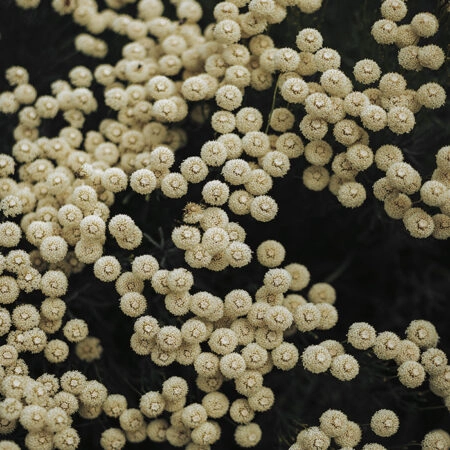 Πίνακας σε Καμβά RUSTIC FARMHOUSE FLOWERS 6 -  Sticky 5