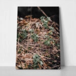 Πίνακας σε Καμβά RUSTIC FARMHOUSE FOREST FLOOR