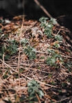 Πίνακας σε Καμβά RUSTIC FARMHOUSE FOREST FLOOR