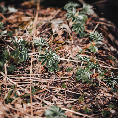 Πίνακας σε Καμβά RUSTIC FARMHOUSE FOREST FLOOR -  Sticky 5