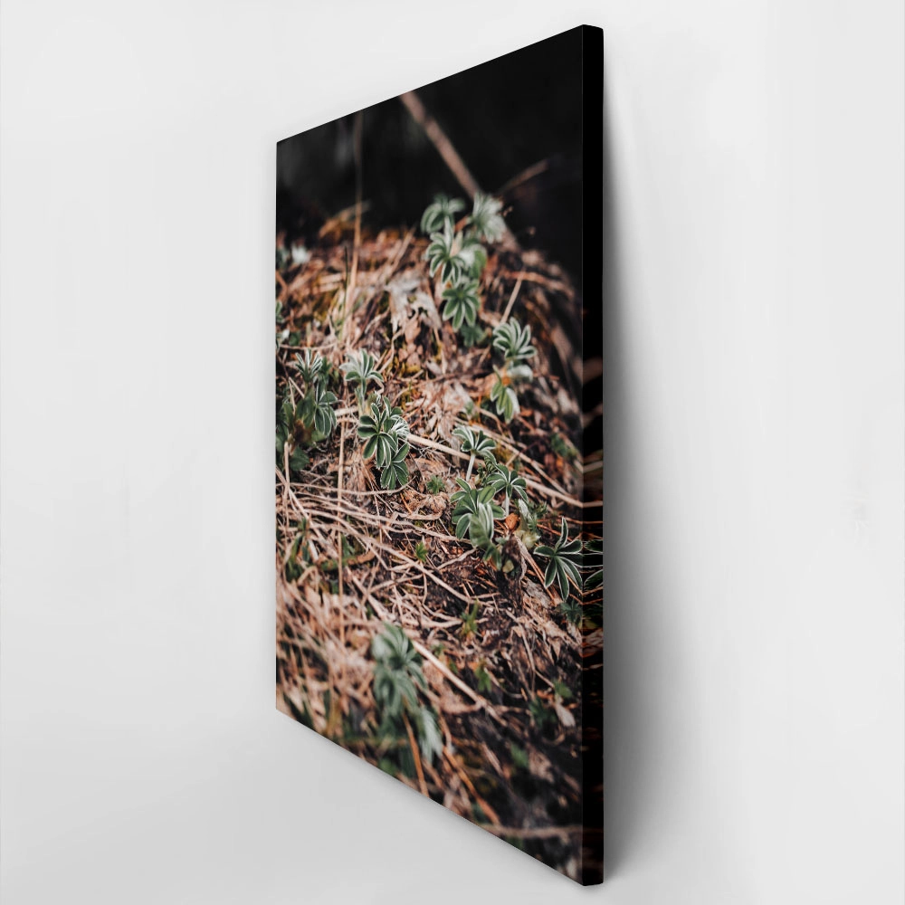 Πίνακας σε Καμβά RUSTIC FARMHOUSE FOREST FLOOR