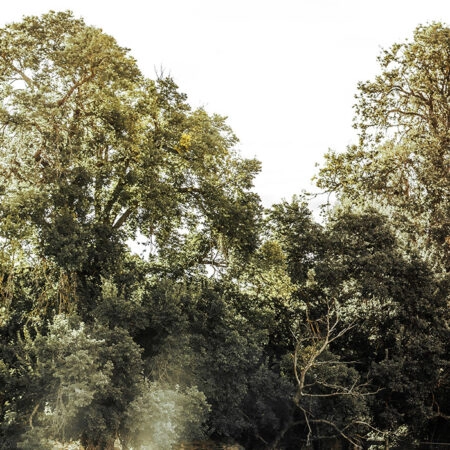 Πίνακας σε Καμβά RUSTIC FARMHOUSE FOREST PATH 2 -  Sticky 5