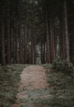 Πίνακας σε Καμβά RUSTIC FARMHOUSE FOREST PATH