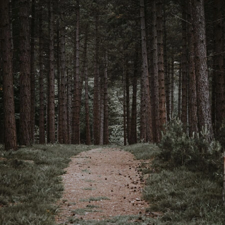 Πίνακας σε Καμβά RUSTIC FARMHOUSE FOREST PATH -  Sticky 5