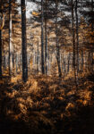 Πίνακας σε Καμβά RUSTIC FARMHOUSE FOREST TREES
