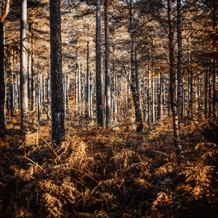 Πίνακας σε Καμβά RUSTIC FARMHOUSE FOREST TREES -  Sticky 5