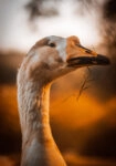 Πίνακας σε Καμβά RUSTIC FARMHOUSE GOOSE