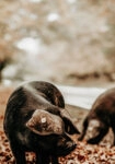 Πίνακας σε Καμβά RUSTIC FARMHOUSE HOG 3