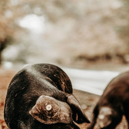 Πίνακας σε Καμβά RUSTIC FARMHOUSE HOG 3 -  Sticky 5