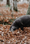 Πίνακας σε Καμβά RUSTIC FARMHOUSE HOG