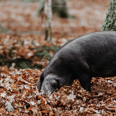 Πίνακας σε Καμβά RUSTIC FARMHOUSE HOG -  Sticky 5