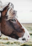 Πίνακας σε Καμβά RUSTIC FARMHOUSE HORSE 10
