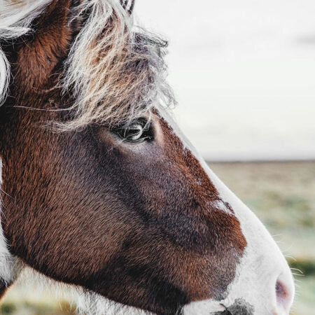 Πίνακας σε Καμβά RUSTIC FARMHOUSE HORSE 10 -  Sticky 5