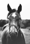 Πίνακας σε Καμβά RUSTIC FARMHOUSE HORSE 11
