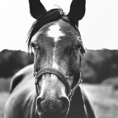 Πίνακας σε Καμβά RUSTIC FARMHOUSE HORSE 11 -  Sticky 5