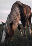Πίνακας σε Καμβά RUSTIC FARMHOUSE HORSE 12