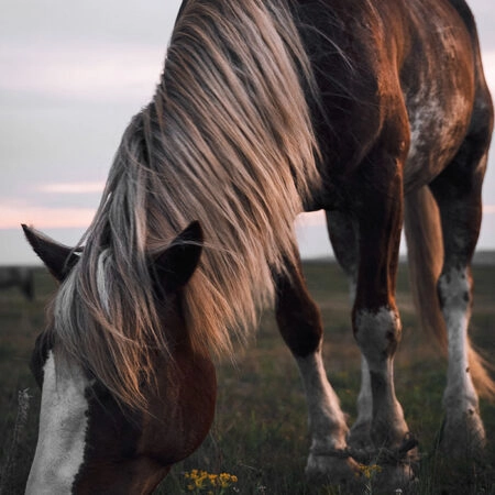 Πίνακας σε Καμβά RUSTIC FARMHOUSE HORSE 12 -  Sticky 5