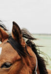 Πίνακας σε Καμβά RUSTIC FARMHOUSE HORSE 13