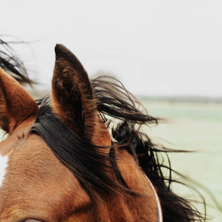 Πίνακας σε Καμβά RUSTIC FARMHOUSE HORSE 13 -  Sticky 5