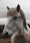 Πίνακας σε Καμβά RUSTIC FARMHOUSE HORSE 14