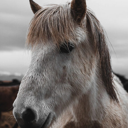 Πίνακας σε Καμβά RUSTIC FARMHOUSE HORSE 14 -  Sticky 5