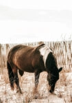 Πίνακας σε Καμβά RUSTIC FARMHOUSE HORSE 15