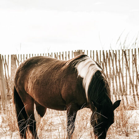 Πίνακας σε Καμβά RUSTIC FARMHOUSE HORSE 15 -  Sticky 5