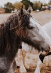 Πίνακας σε Καμβά RUSTIC FARMHOUSE HORSE 16