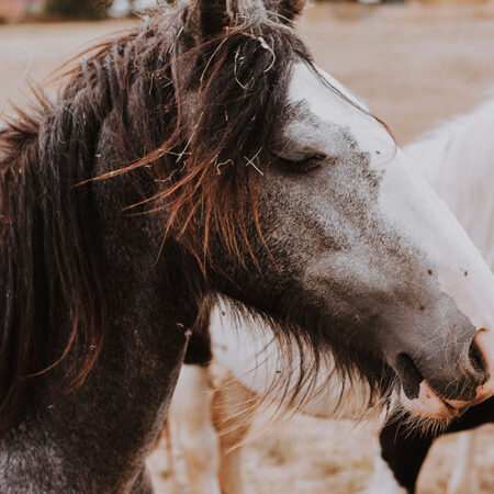 Πίνακας σε Καμβά RUSTIC FARMHOUSE HORSE 16 -  Sticky 5