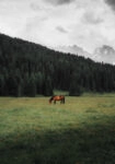 Πίνακας σε Καμβά RUSTIC FARMHOUSE HORSE 17