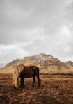 Πίνακας σε Καμβά RUSTIC FARMHOUSE HORSE 18