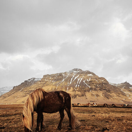 Πίνακας σε Καμβά RUSTIC FARMHOUSE HORSE 18 -  Sticky 5