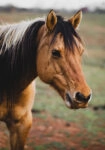 Πίνακας σε Καμβά RUSTIC FARMHOUSE HORSE 19
