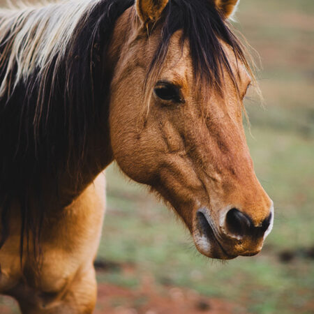 Πίνακας σε Καμβά RUSTIC FARMHOUSE HORSE 19 -  Sticky 5