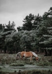 Πίνακας σε Καμβά RUSTIC FARMHOUSE HORSE 2